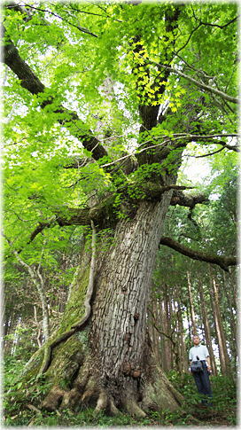 画像:帝釈始終のコナラ(幹と並ぶ)
