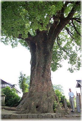 画像:竹迫観音堂のクスノキ(幹と並ぶ)