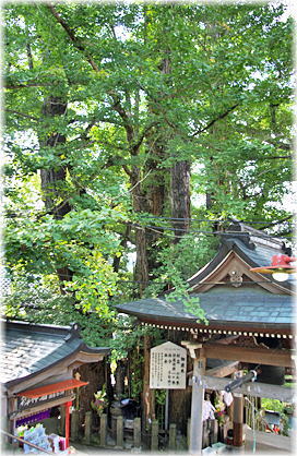 画像:高塚地蔵のイチョウ_1