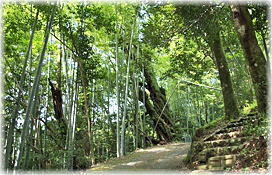 画像:嶽枝尾神社のカシの木_1