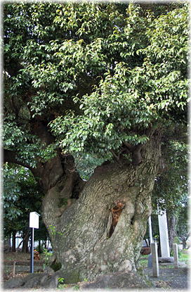 画像:多気十二柱神社のシイノキ