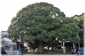 画像:多気十二柱神社のシイノキ(全景)