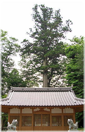 画像:天神神社のスギ(社殿越しに見る)