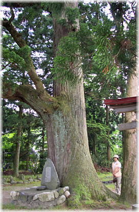 画像:辰田新のスギ(幹と並ぶ)