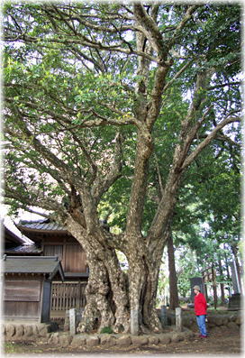 画像:多和目のカゴノキ(幹と並ぶ)