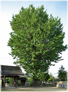 画像:天徳寺のイチョウ(全景)