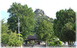画像:天徳寺のイチョウ(遠景)