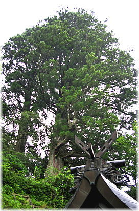 画像:常磐山の杉(全景)