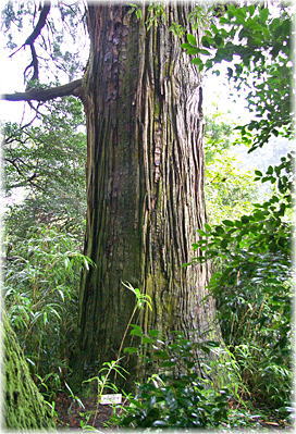 画像:常磐山の杉