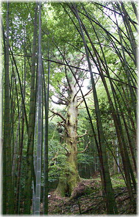 画像:紫福の一本スギ_1