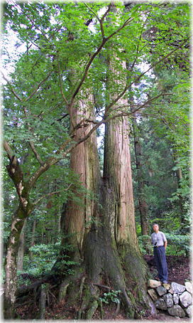 �摜�F�ˌ������{�̎O�{���i���ƕ��ԁj