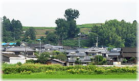 画像:妻越のイチョウ(遠景)