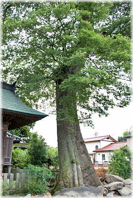 画像:鶴羽田菅原神社の椋