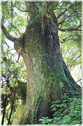 画像:津志田八幡宮のクスノキ