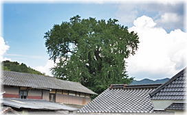 画像:内野の大イチョウ