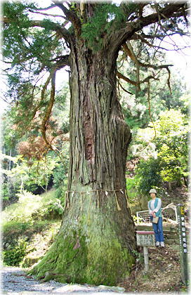 画像：宇府山神社の杉（幹と並ぶ）
