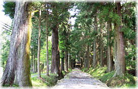 画像:宇府山神社参道杉並木