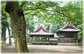 画像:卯添神社の欅_2