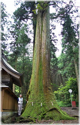 画像:若宮八幡神社の大杉(幹と並ぶ)