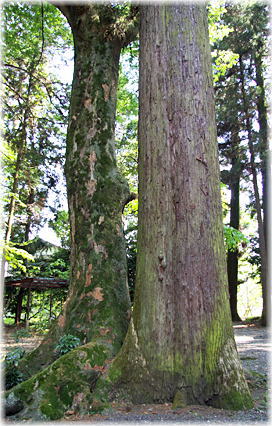 画像:大和神社拝殿前のスギとケヤキ