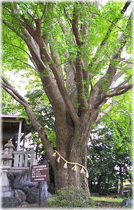 画像:山崎八幡神社のイチョウ