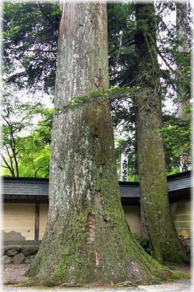 画像:横蔵寺のスギ_1