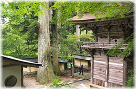 画像:横蔵寺のスギ_2