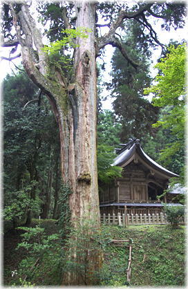 画像:草部吉見神社の御神木