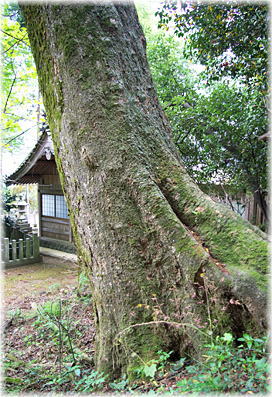 画像:白鳥神社のケヤキ