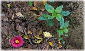 画像:根元に落ちるヤブツバキの花
