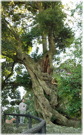 画像:八幡神社の大椎の木(幹と並ぶ)