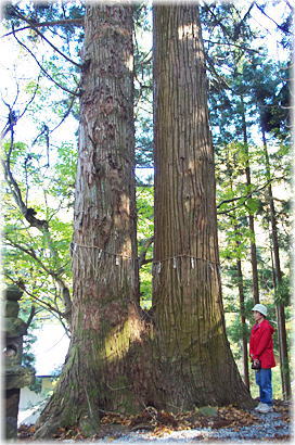 画像:温泉八幡神社の夫婦杉(幹と並ぶ)