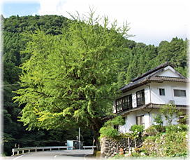 画像:柚ノ木のイチョウ(全景)