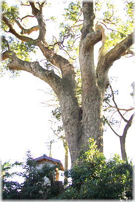 画像:善勝寺楠_1