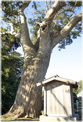 画像:善勝寺楠_2