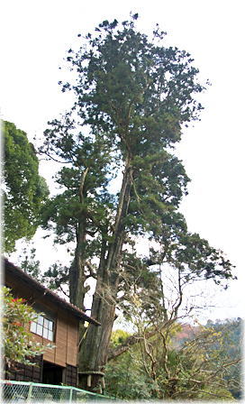 画像:豊岡のスギ