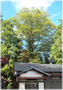 画像:八雲神社のケヤキ_1