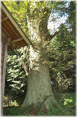 画像:八雲神社のケヤキ_2