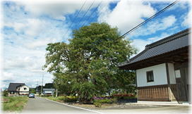 画像：花岡東上のサイカチ（全景）