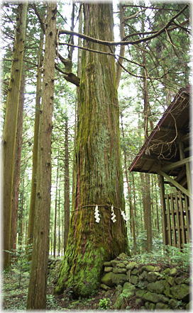 画像:平田神社のヒノキ