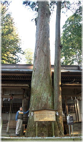 �摜�F�����_�Ђ̃X�M�E�q�m�L���̖؁i���ƕ��ԁj