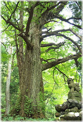 画像:河内の大銀杏