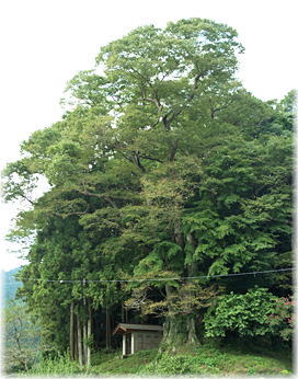 画像:真上のけやき(全景)