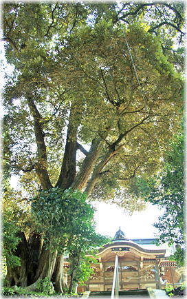 画像:御嶽山神社のスダジイ