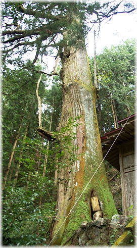 画像:田原神社のスギ
