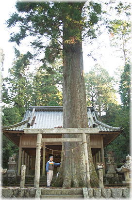 画像:中当神社のスギ(幹と並ぶ)