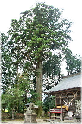 画像:滝尾神社の神木スギ(全景)