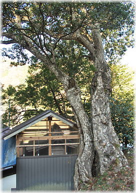 画像:津島神社のカゴノキ