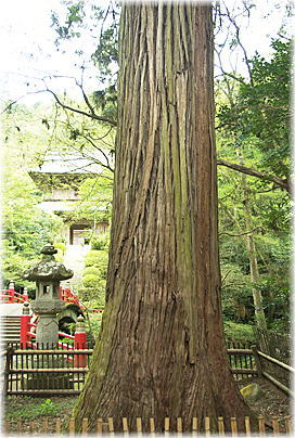 画像：雲巌寺のスギ