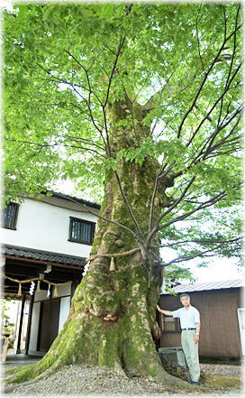 画像:神明神社のケヤキ(幹と並ぶ)